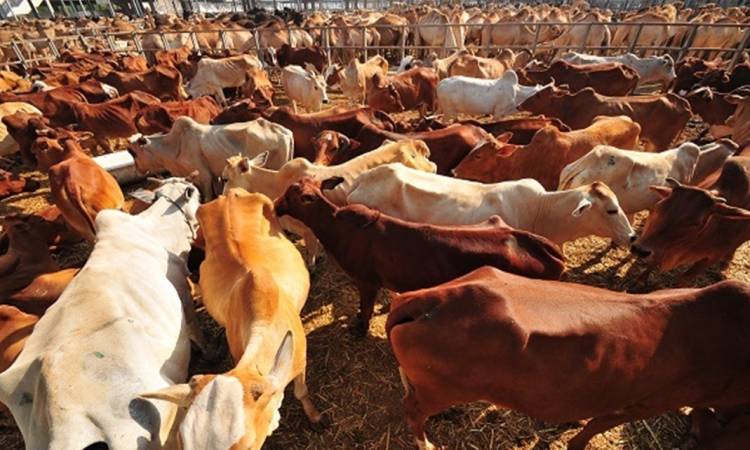 المواشي والأغنام